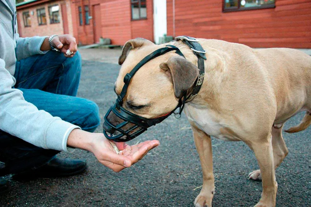 Adjustable Dog Soft Plastic Muzzle-XS