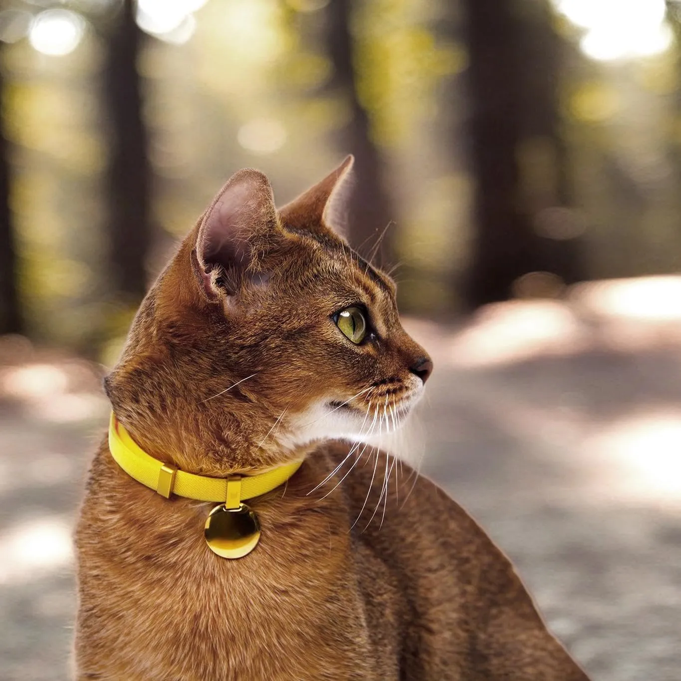 Engraved Pet ID Tag - Personalized Name Tag Engraved Cat Collar Charms, Stainless Steel Customized Cat Name Tag for Kitten Small Large Cats (Gem-Gold)