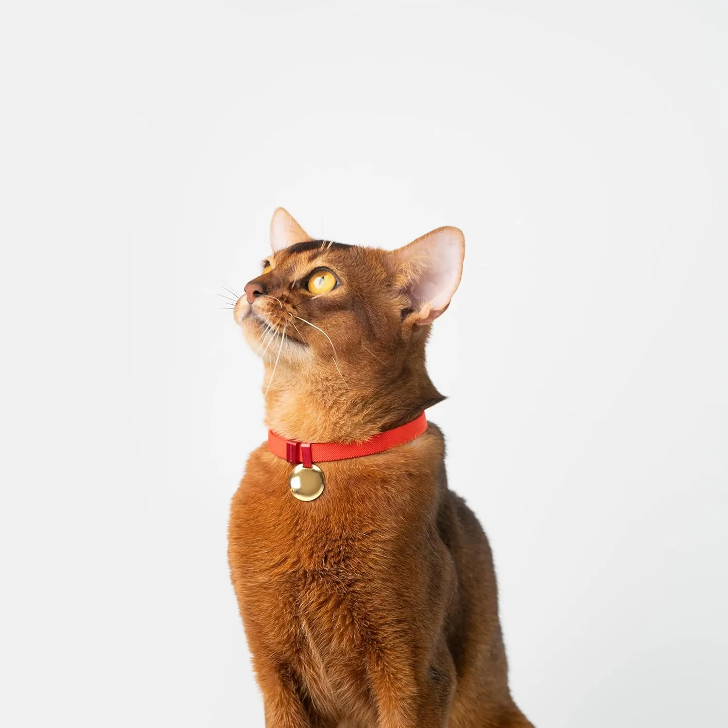 Engraved Pet ID Tag - Personalized Name Tag Engraved Cat Collar Charms, Stainless Steel Customized Cat Name Tag for Kitten Small Large Cats (Gem-Gold)