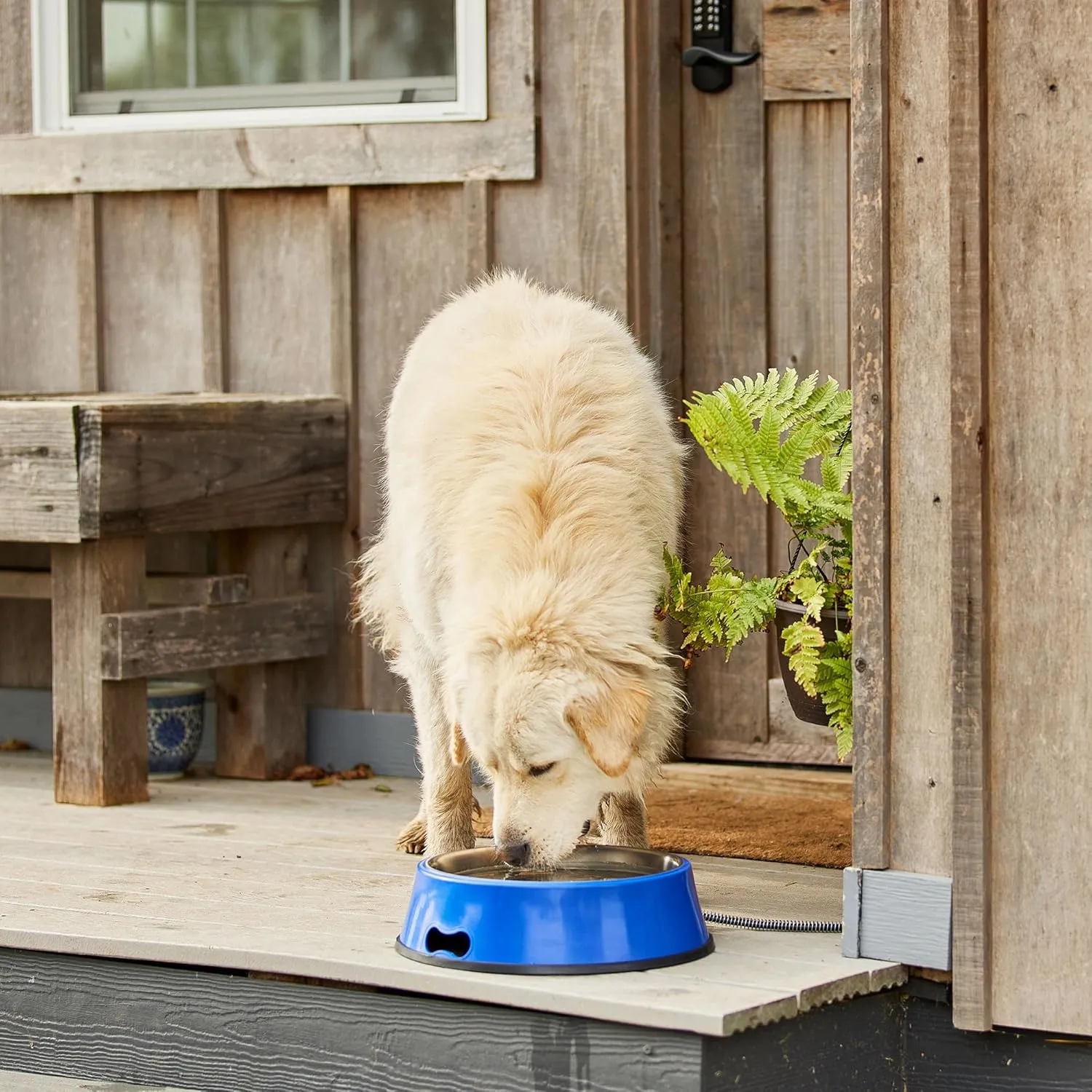 Farm Innovators Signature Series 3 Quart 40 Watt Electric Heated Pet Water Bowl with Stainless Steel Insert, Thermostatic Control, (2 Pack)