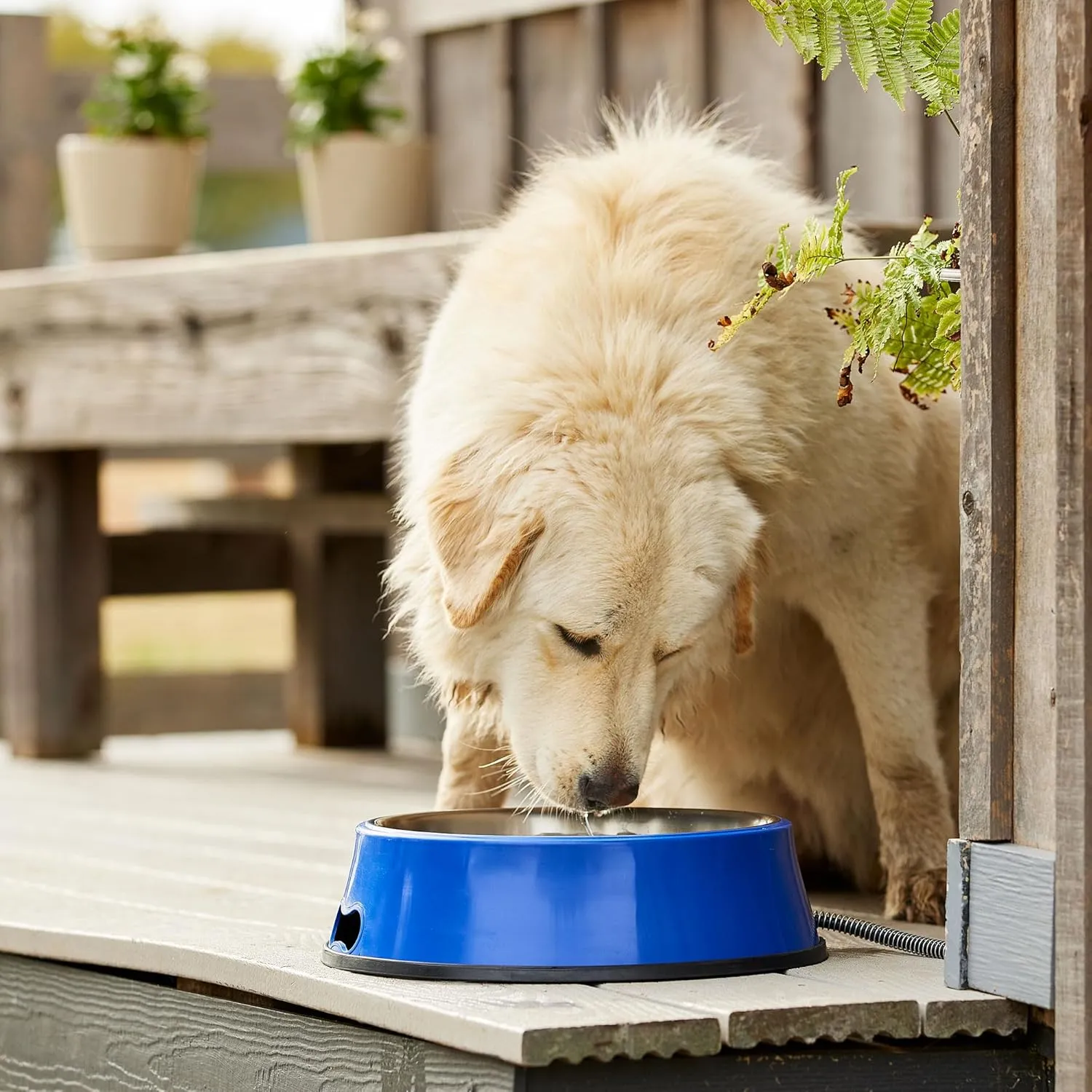 Farm Innovators Signature Series 3 Quart 40 Watt Electric Heated Pet Water Bowl with Stainless Steel Insert, Thermostatic Control, (2 Pack)