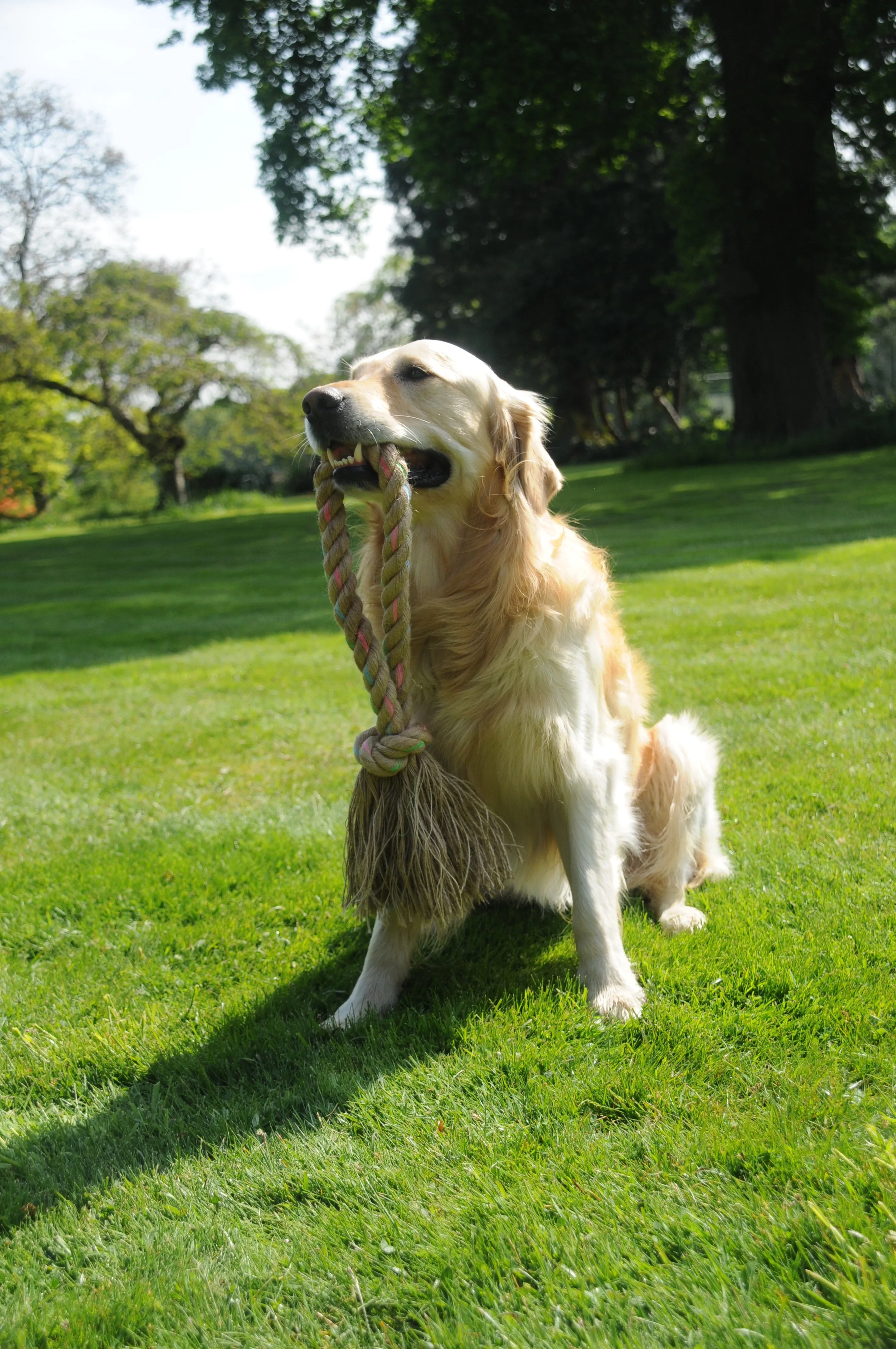 Hemp Rope Jungle Ring Dog Toy