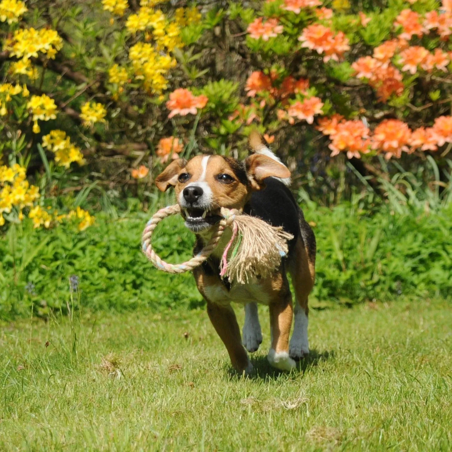 Hemp Rope Jungle Ring Dog Toy