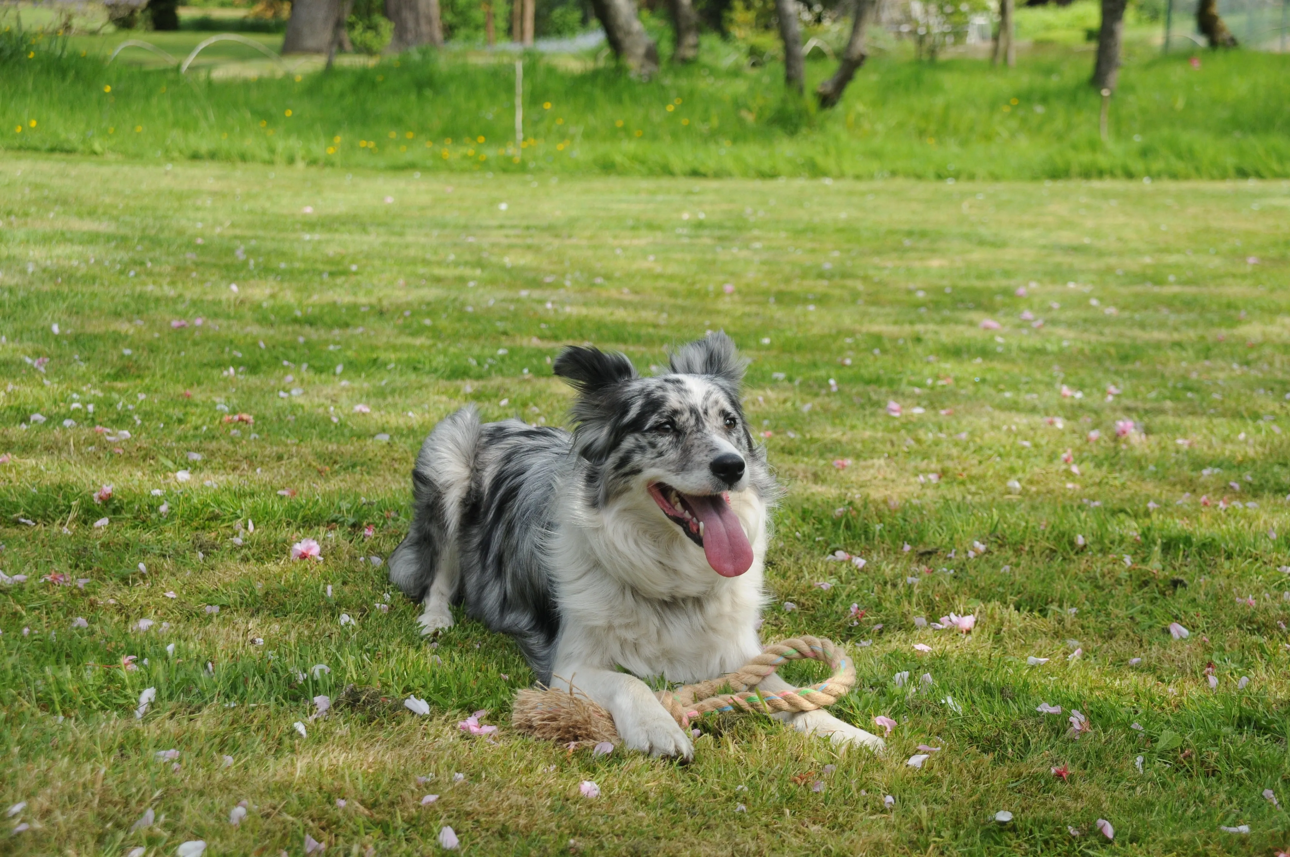 Hemp Rope Jungle Ring Dog Toy