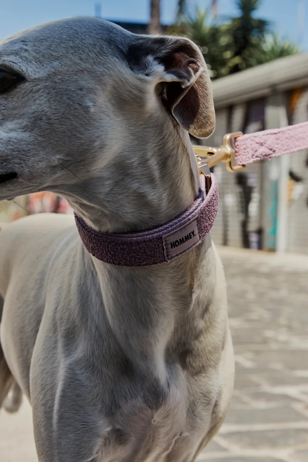Hommey Boucle Pet Collar - Lilac