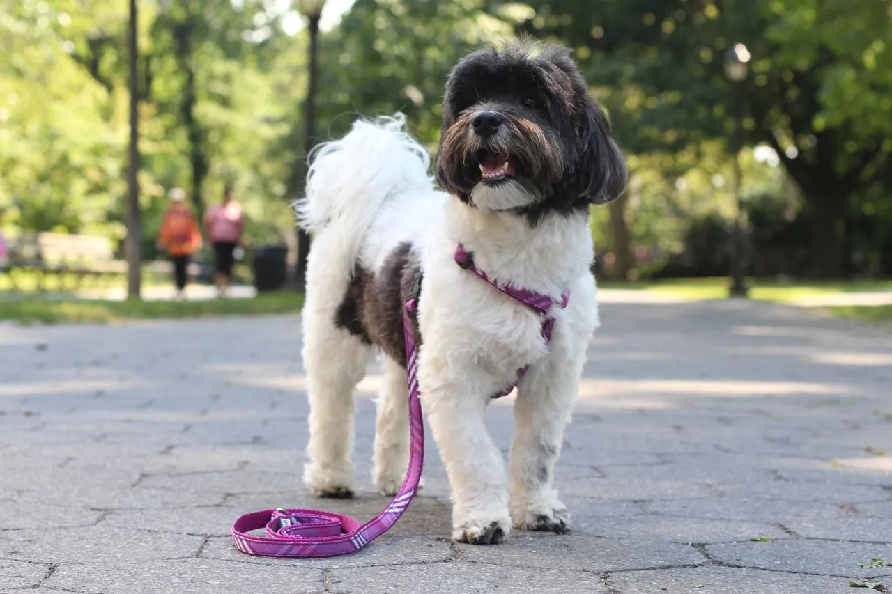 Signature Plaid Collection - Dog Collar, Harness, & Lead - Lavender Plaid