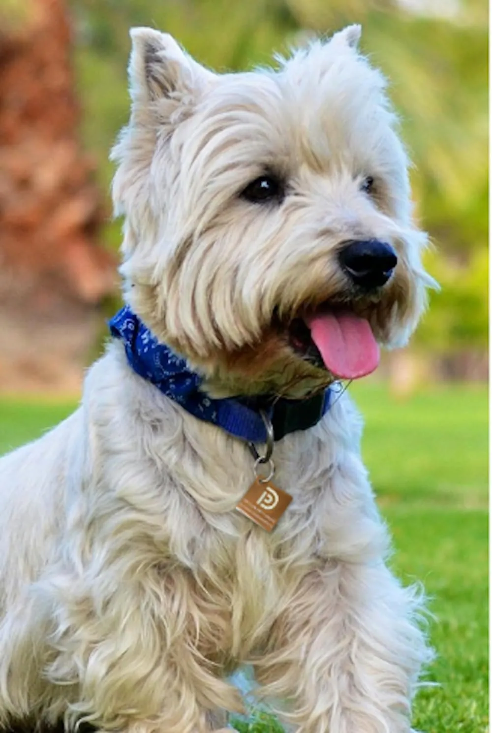 Ultra Lightweight Pet ID Tag for Small Dogs & Cats  Online Pet Profile, Instant Profile Access, & Scan Location Alerts (Square Brown)
