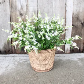White Sweet Veronica “Drop-In” Insert