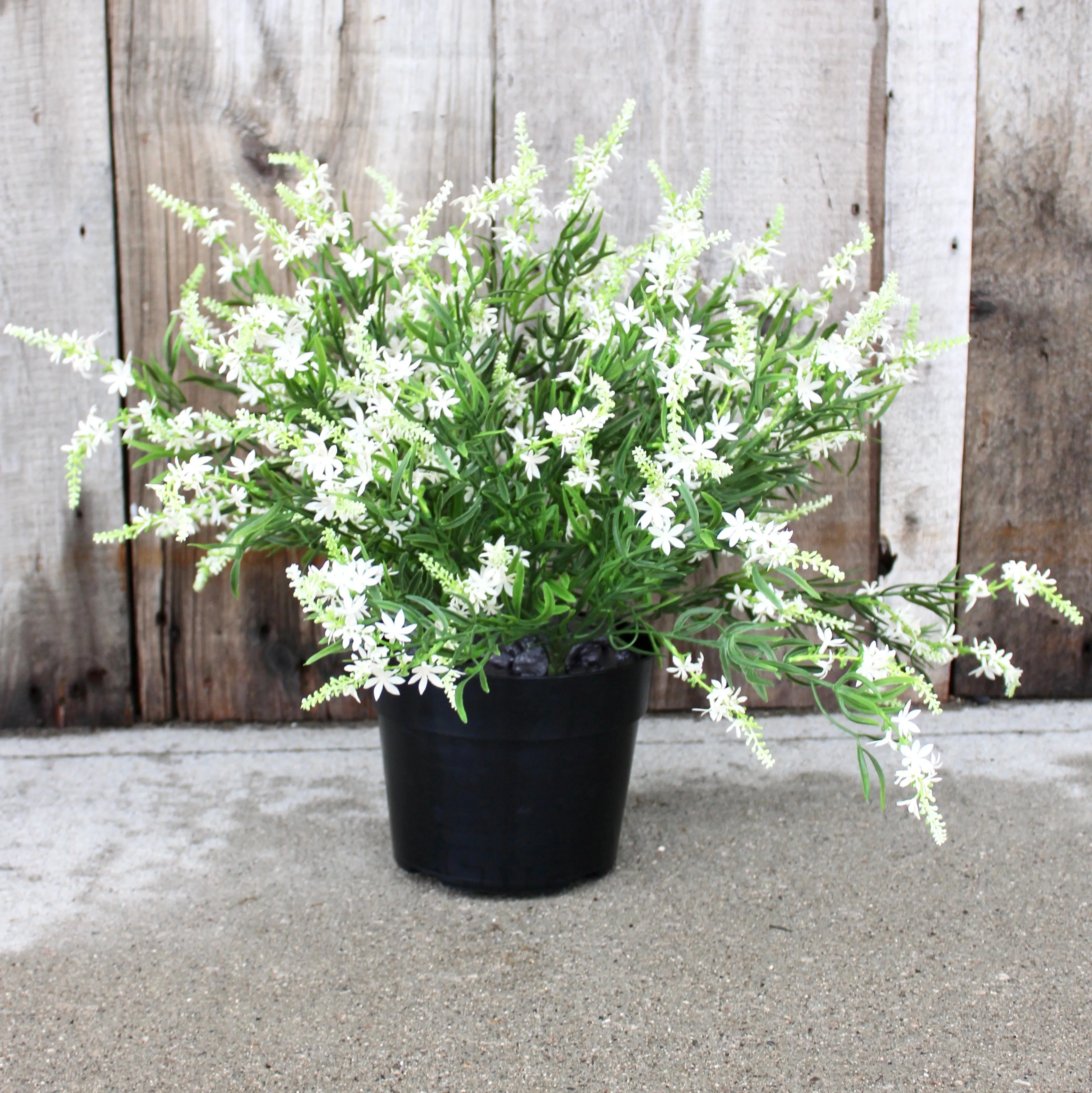 White Sweet Veronica “Drop-In” Insert